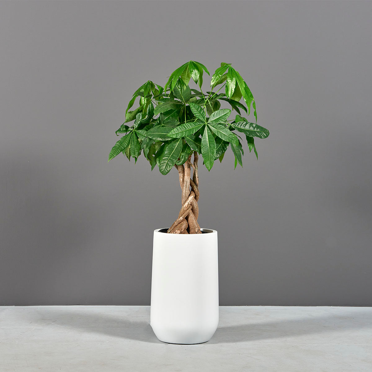 Hayden Planter