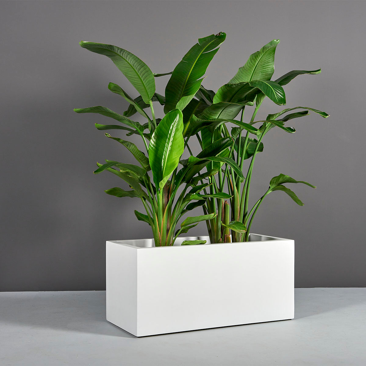 box plants in pots Badalona Rectangular Planter – Indoor Garden Place