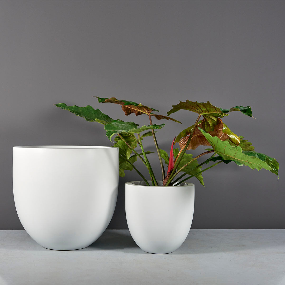 large bowl planter indoor Alzira Bowl Planter