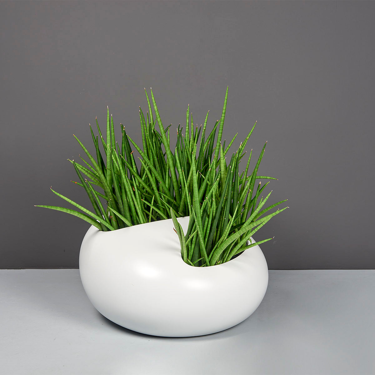 river rocks for indoor plants River Rock Planter (Large) – Indoor Garden Place