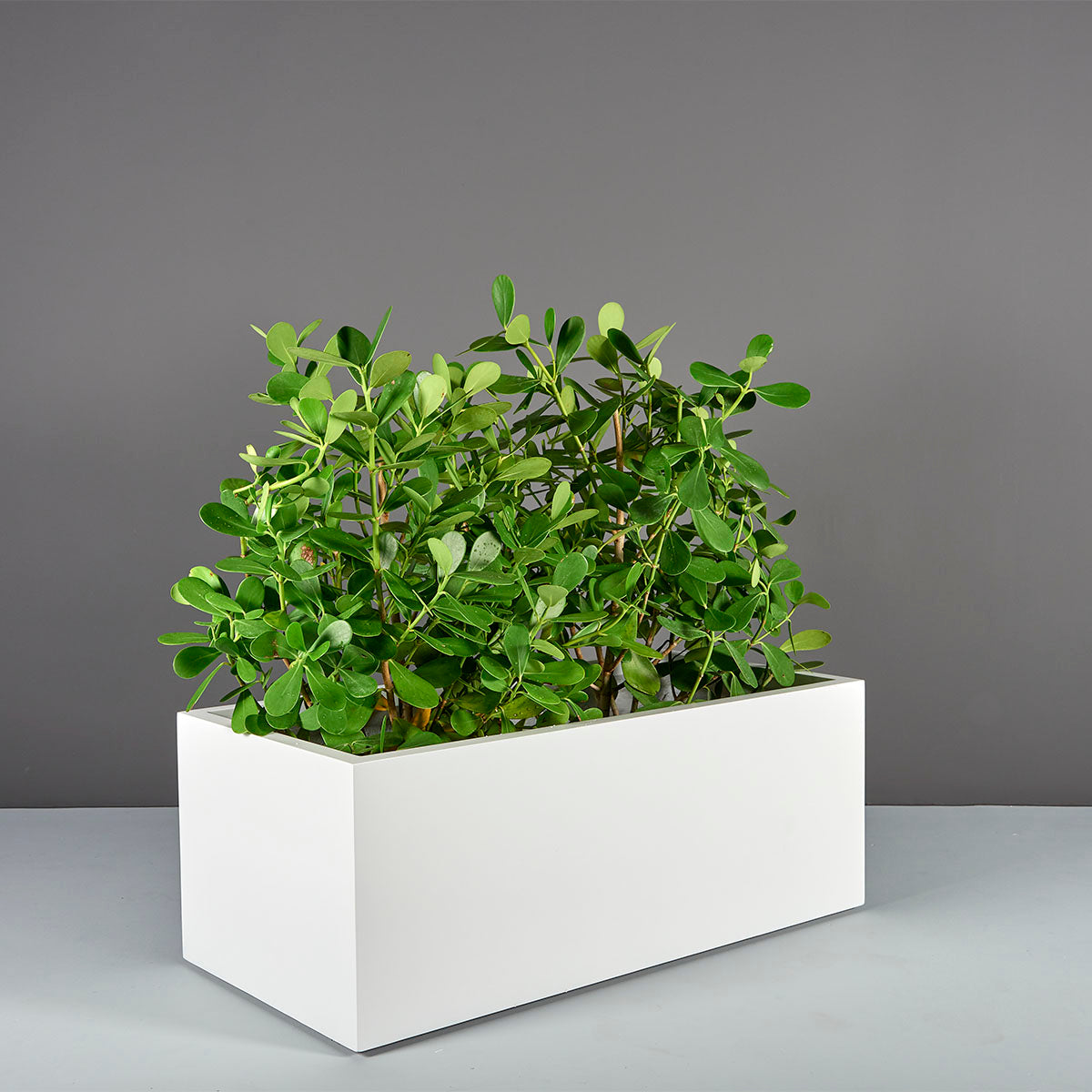 indoor rectangle planter box Torino Wide Rectangle Planter – Indoor Garden Place