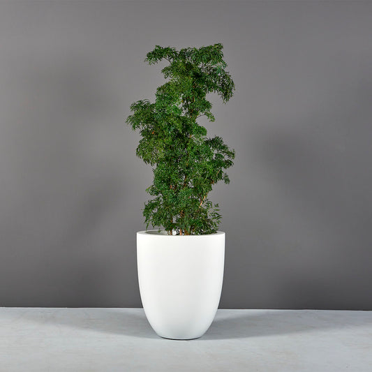 Valencia Tall Round Tapered Planter