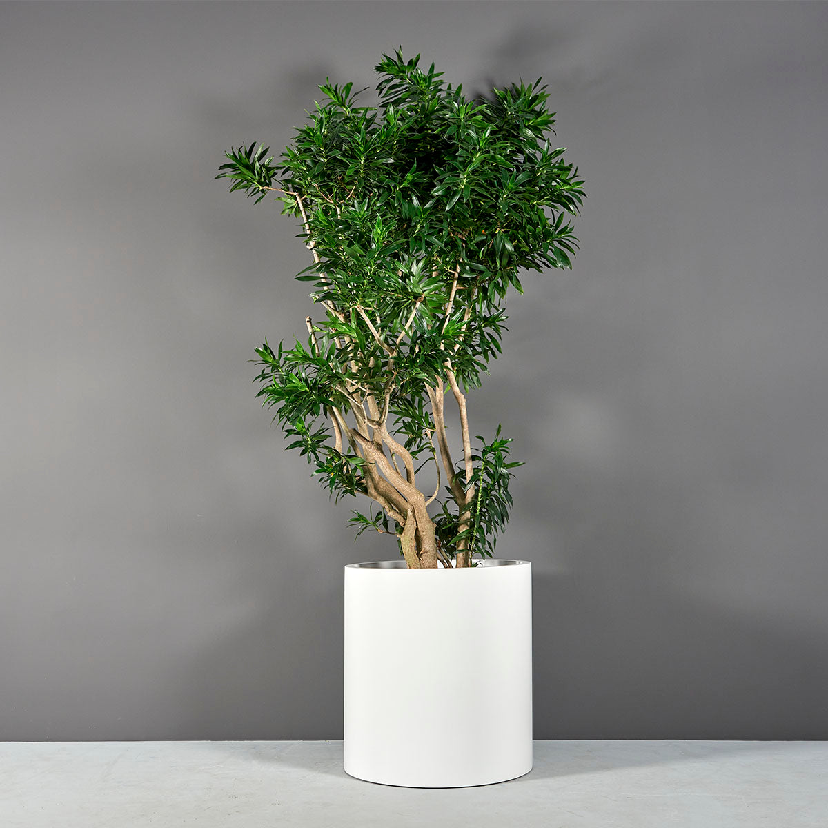 rio plant indoors 30" Cylinder Planter Pot - Round Column Modern