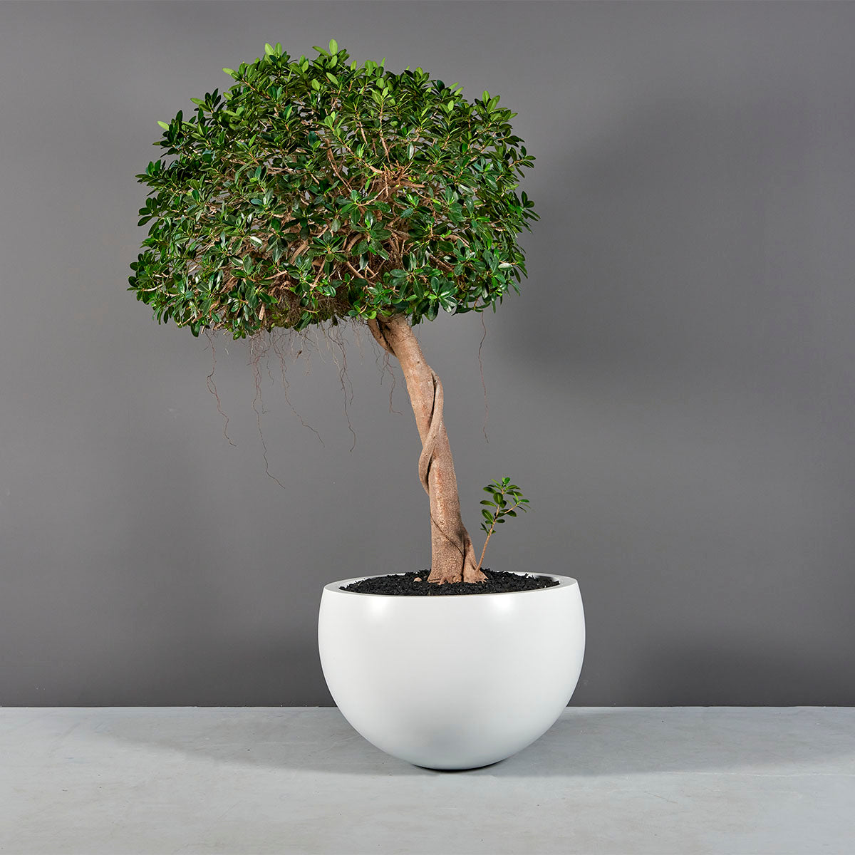 Tarragona Bowl Planter